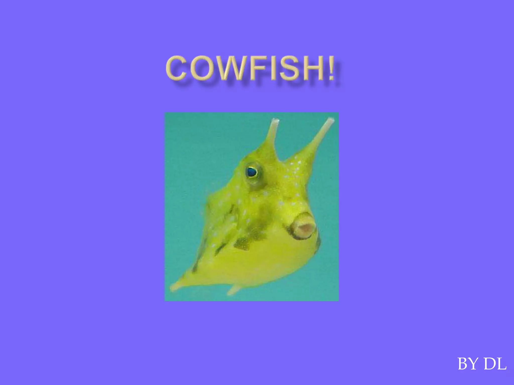 cowfish-ppt