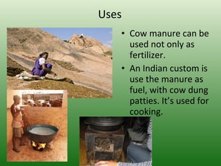 Cow Manure | PPT