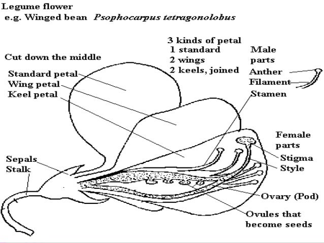 Cowpea legume pod diagram 