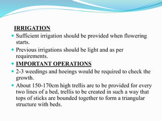 IRRIGATION
 Sufficient irrigation should be provided when flowering
starts.
 Previous irrigations should be light and as per
requirements.
 IMPORTANT OPERATIONS
 2-3 weedings and hoeings would be required to check the
growth.
 About 150-170cm high trellis are to be provided for every
two lines of a bed, trellis to be created in such a way that
tops of sticks are bounded together to form a triangular
structure with beds.
 