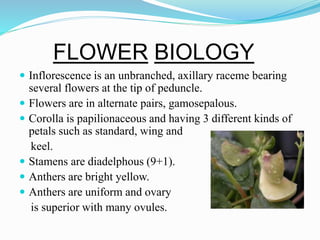FLOWER BIOLOGY
 Inflorescence is an unbranched, axillary raceme bearing
several flowers at the tip of peduncle.
 Flowers are in alternate pairs, gamosepalous.
 Corolla is papilionaceous and having 3 different kinds of
petals such as standard, wing and
keel.
 Stamens are diadelphous (9+1).
 Anthers are bright yellow.
 Anthers are uniform and ovary
is superior with many ovules.
 