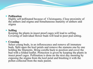  Pollination
Highly self pollinated because of Cleistogamy, Close proximity of
the anthers and stigma and Simultaneous maturity of anthers and
stigma
 Selfing
Keeping the plants in insect proof cages will lead to selfing.
Covering of individual flower buds will lead to poor pod setting.
 Crossing
Select young buds, in an inflorescence and remove all immature
buds. Split open the keel petals and remove the stamens one by one
holding the filaments. Bring corolla back to position and cover the
bud with a folded leaflet. Protection is given by keeping the plants in
insect proof cages. Pollination is done on the next day morning by
exposing the stigma from the keel petal and brushing it with the
pollen collected from the male parent.
 