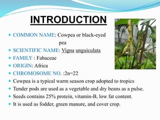 INTRODUCTION
 COMMON NAME: Cowpea or black-eyed
pea
 SCIENTIFIC NAME: Vigna unguiculata
 FAMILY : Fabaceae
 ORIGIN: Africa
 CHROMOSOME NO. :2n=22
 Cowpea is a typical warm season crop adopted to tropics
 Tender pods are used as a vegetable and dry beans as a pulse.
 Seeds contains 25% protein, vitamin-B, low fat content.
 It is used as fodder, green manure, and cover crop.
 