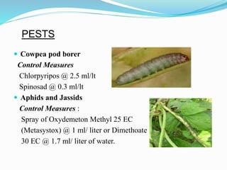 PESTS
 Cowpea pod borer
Control Measures
Chlorpyripos @ 2.5 ml/lt
Spinosad @ 0.3 ml/lt
 Aphids and Jassids
Control Measures :
Spray of Oxydemeton Methyl 25 EC
(Metasystox) @ 1 ml/ liter or Dimethoate
30 EC @ 1.7 ml/ liter of water.
 
