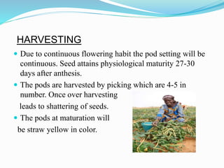 HARVESTING
 Due to continuous flowering habit the pod setting will be
continuous. Seed attains physiological maturity 27-30
days after anthesis.
 The pods are harvested by picking which are 4-5 in
number. Once over harvesting
leads to shattering of seeds.
 The pods at maturation will
be straw yellow in color.
 