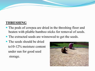 THRESHING
 The pods of cowpea are dried in the threshing floor and
beaten with pliable bamboo sticks for removal of seeds.
 The extracted seeds are winnowed to get the seeds.
 The seeds should be dried
to10-12% moisture content
under sun for good seed
storage.
 