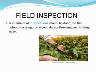 FIELD INSPECTION
 A minimum of 2 inspections should be done, the first
before flowering, the second during flowering and fruiting
stage.
 