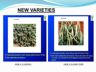 NEW VARIETIES
ARKA GARIMA ARKA SAMRUDHI
 