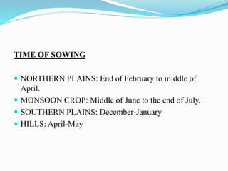 TIME OF SOWING
 NORTHERN PLAINS: End of February to middle of
April.
 MONSOON CROP: Middle of June to the end of July.
 SOUTHERN PLAINS: December-January
 HILLS: April-May
 