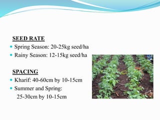SEED RATE
 Spring Season: 20-25kg seed/ha
 Rainy Season: 12-15kg seed/ha
SPACING
 Kharif: 40-60cm by 10-15cm
 Summer and Spring:
25-30cm by 10-15cm
 