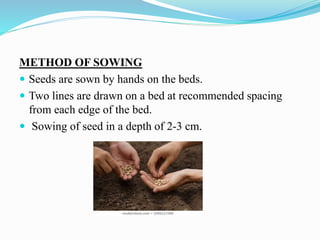 METHOD OF SOWING
 Seeds are sown by hands on the beds.
 Two lines are drawn on a bed at recommended spacing
from each edge of the bed.
 Sowing of seed in a depth of 2-3 cm.
 