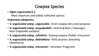 COW PEA production technology and cultivation.pptx