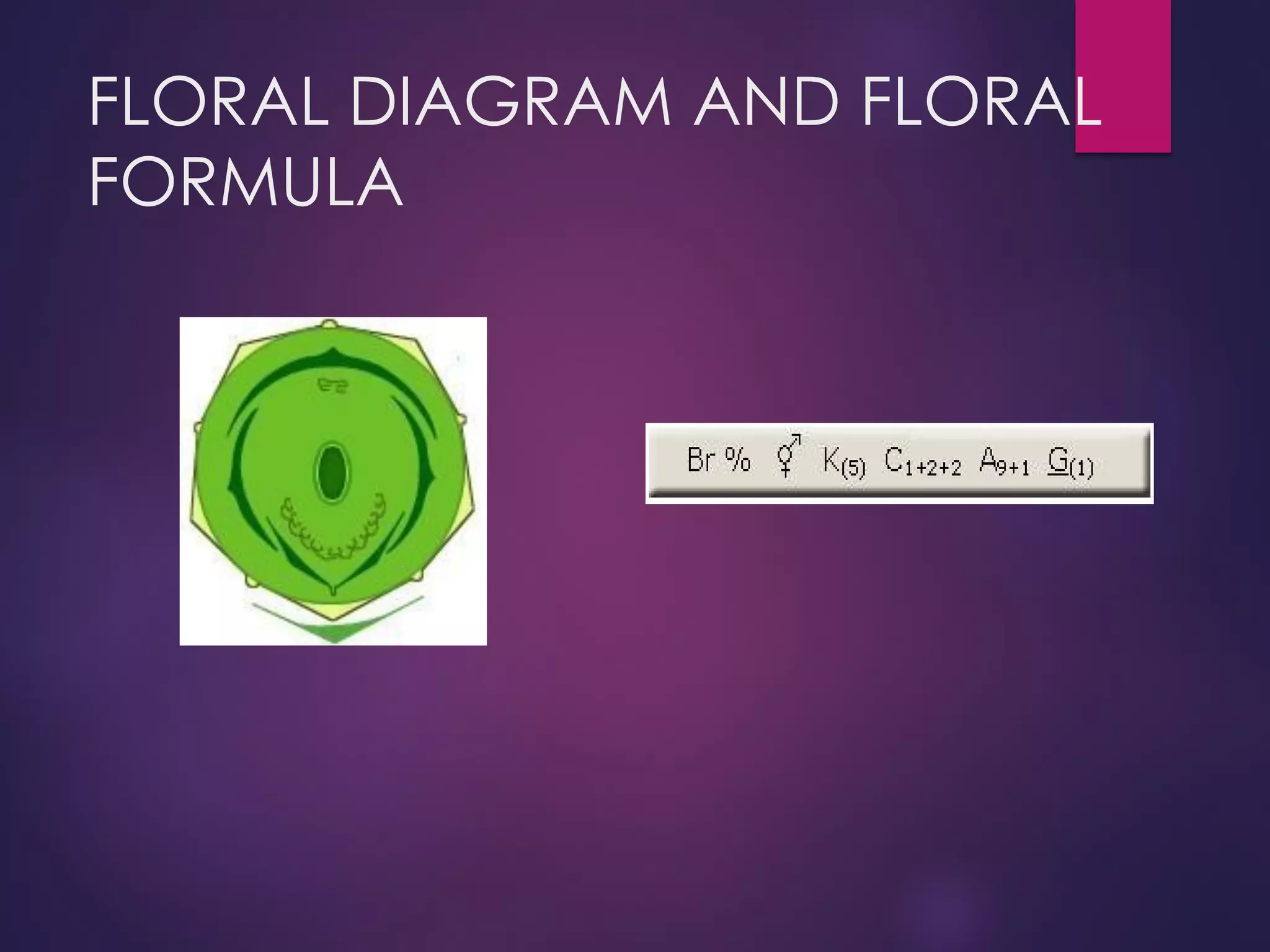 FLORAL DIAGRAM AND FLORAL
FORMULA
 