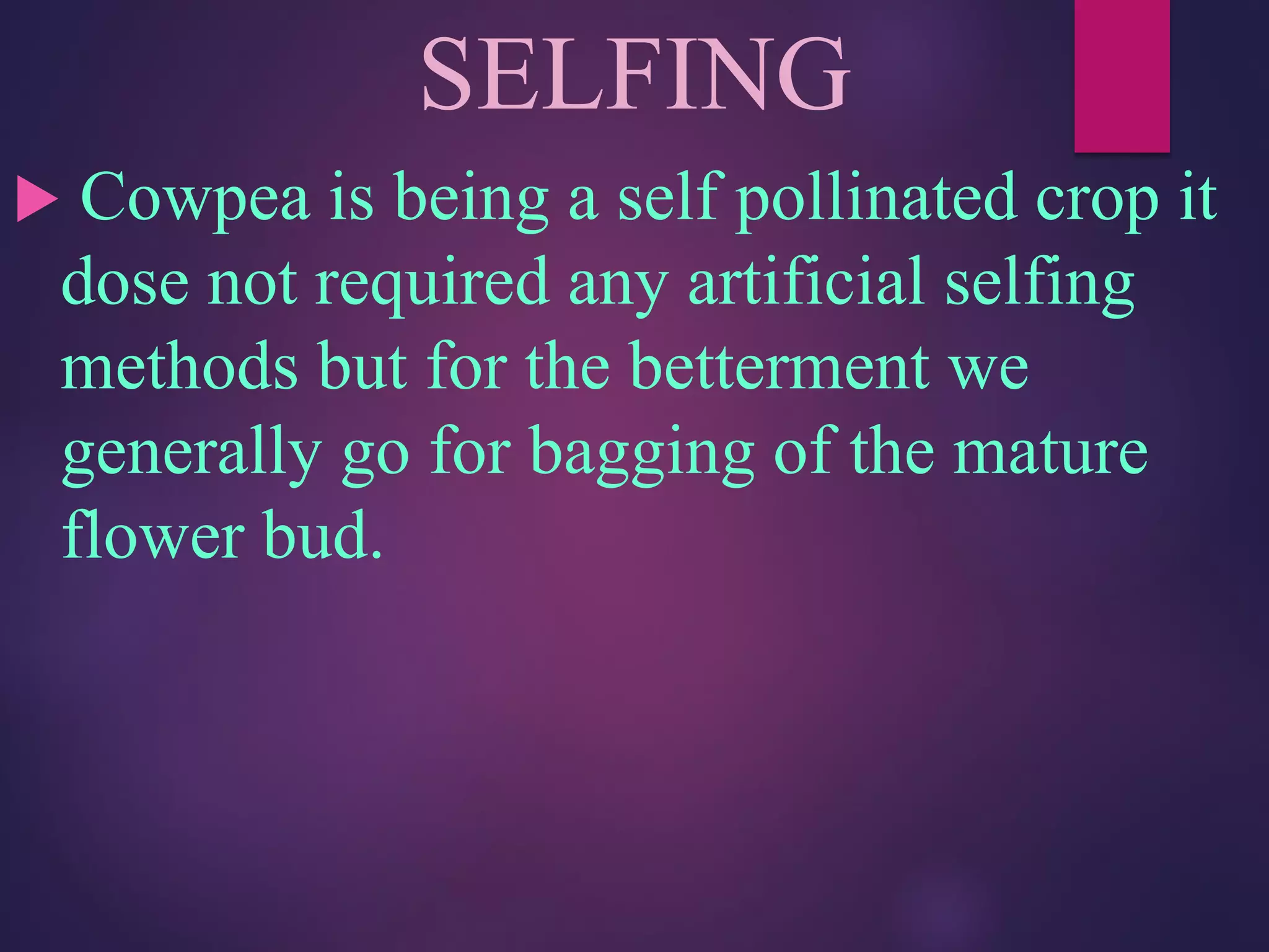 SELFING
 Cowpea is being a self pollinated crop it
dose not required any artificial selfing
methods but for the betterment we
generally go for bagging of the mature
flower bud.
 