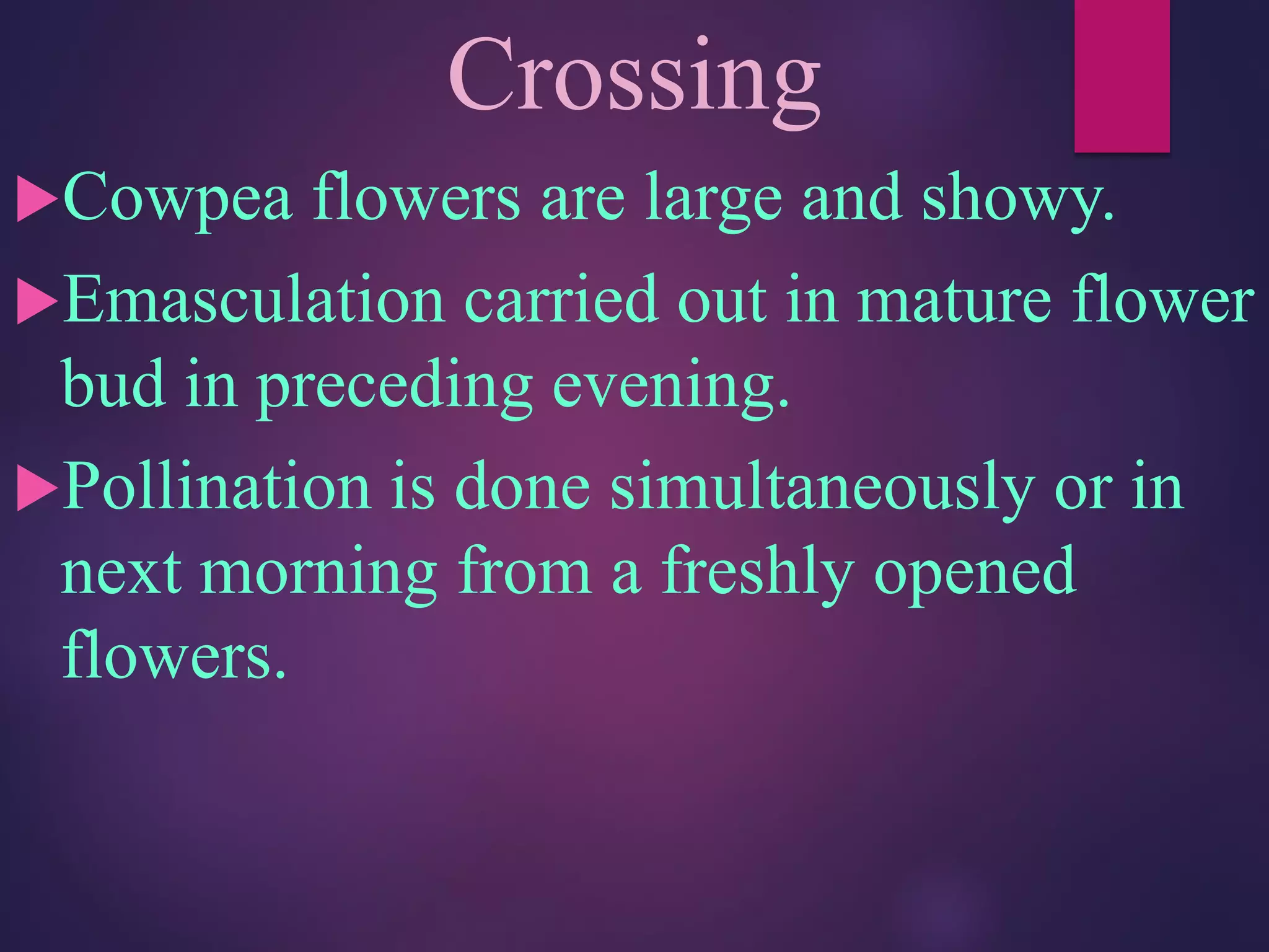 Crossing
Cowpea flowers are large and showy.
Emasculation carried out in mature flower
bud in preceding evening.
Pollination is done simultaneously or in
next morning from a freshly opened
flowers.
 