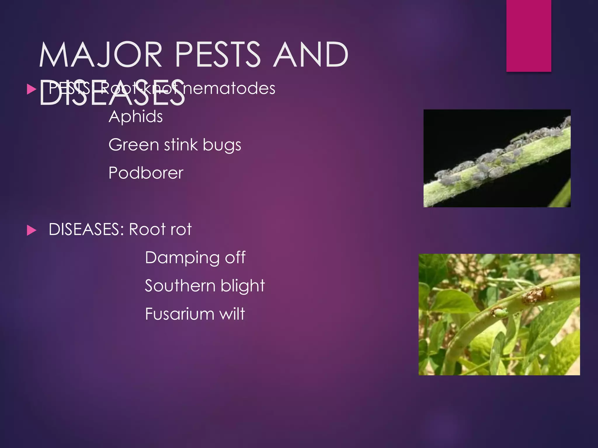 MAJOR PESTS AND
DISEASES PESTS: Root-knot nematodes
Aphids
Green stink bugs
Podborer
 DISEASES: Root rot
Damping off
Southern blight
Fusarium wilt
 