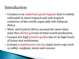  Cowpea is an important grain legume that is widely
cultivated in most tropical and sub-tropical
countries of the world ,especially Sub-Saharan
Africa
 West and Central Africa account for more than
sixty five (65%) percent of total world production.
 Cowpea has high protein quality due to its high levels
of lysine and methionine
 Cowpea complements starchy staple food crops such
as millet, sorghum, maize and cassava
 