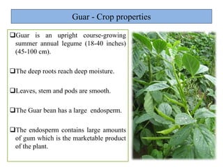 Guar Roots Production Thechnology of Leguminous Summer Vegetables | PPTX