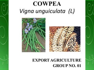 COWPEA 
Vigna unguiculata (L) 
EXPORT AGRICULTURE 
GROUP NO. 01 
 