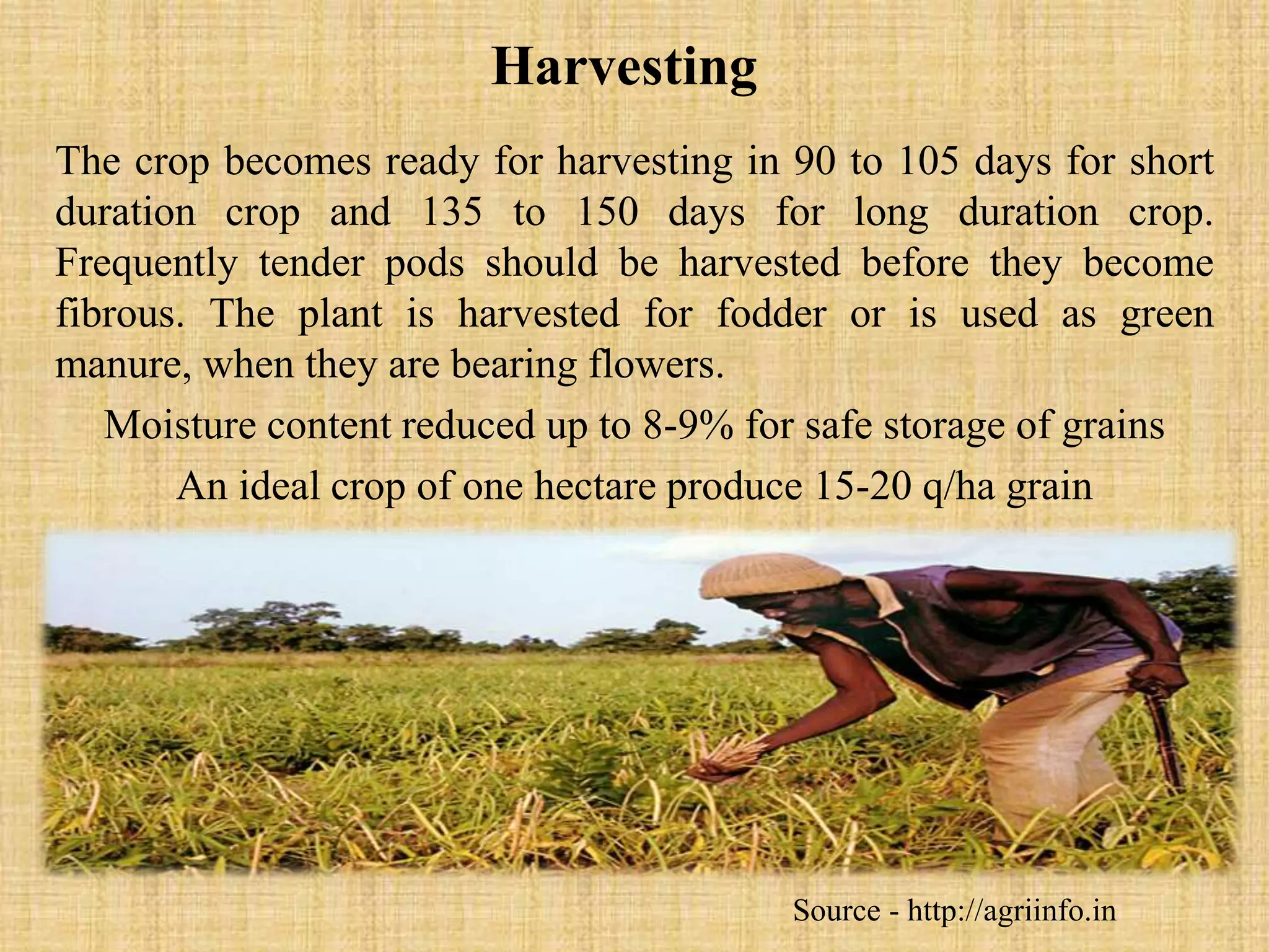 Harvesting
The crop becomes ready for harvesting in 90 to 105 days for short
duration crop and 135 to 150 days for long duration crop.
Frequently tender pods should be harvested before they become
fibrous. The plant is harvested for fodder or is used as green
manure, when they are bearing flowers.
Moisture content reduced up to 8-9% for safe storage of grains
An ideal crop of one hectare produce 15-20 q/ha grain
Source - http://agriinfo.in
 