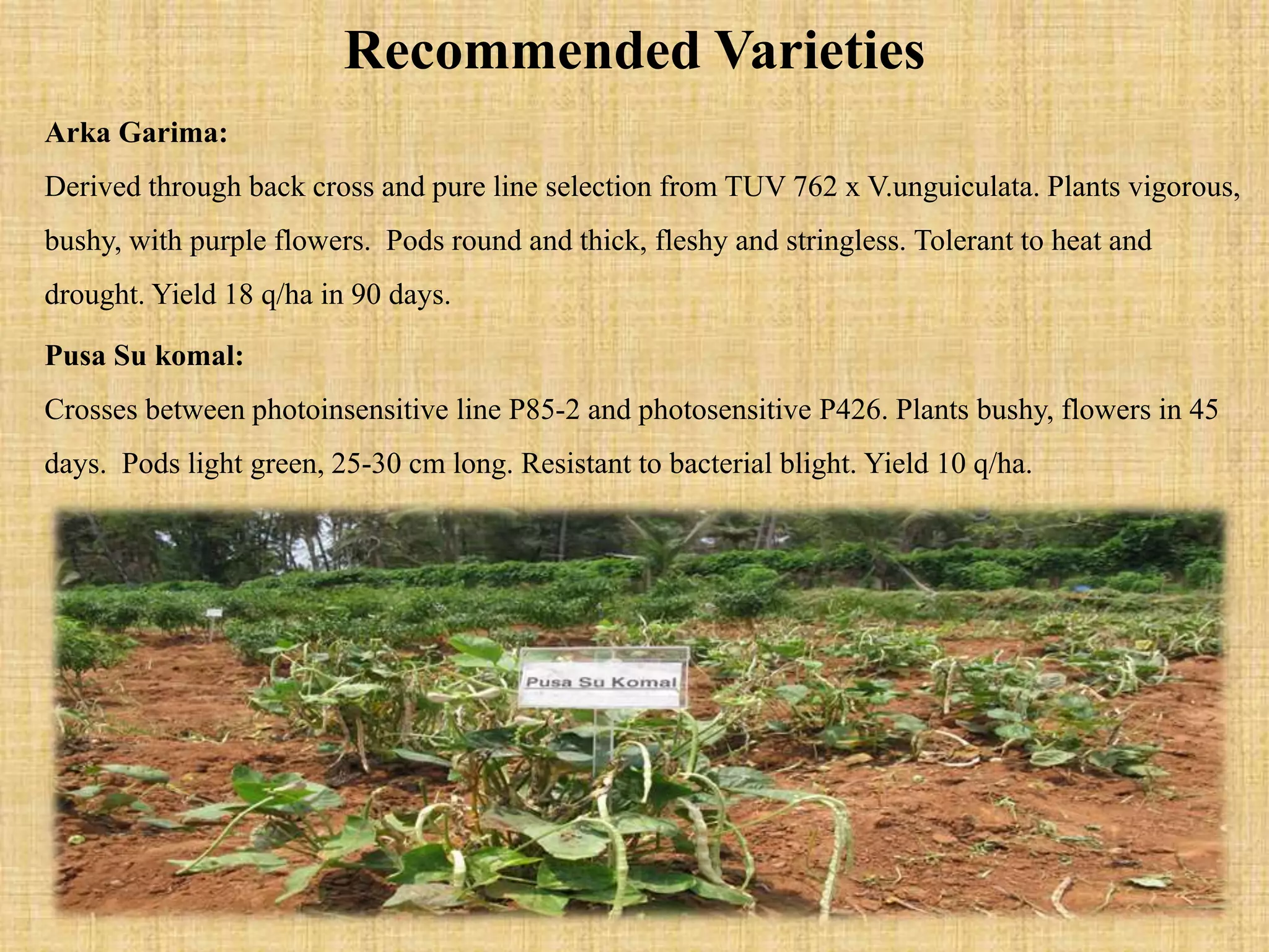 Recommended Varieties
Arka Garima:
Derived through back cross and pure line selection from TUV 762 x V.unguiculata. Plants vigorous,
bushy, with purple flowers. Pods round and thick, fleshy and stringless. Tolerant to heat and
drought. Yield 18 q/ha in 90 days.
Pusa Su komal:
Crosses between photoinsensitive line P85-2 and photosensitive P426. Plants bushy, flowers in 45
days. Pods light green, 25-30 cm long. Resistant to bacterial blight. Yield 10 q/ha.
 