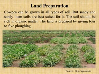 Land Preparation
Cowpea can be grown in all types of soil. But sandy and
sandy loam soils are best suited for it. The soil should be
rich in organic matter. The land is prepared by giving four
to five ploughing.
Source - http://agriinfo.in
 