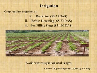 Irrigation
Crop require irrigation at
i. Branching (30-35 DAS)
ii. Before Flowering (65-70 DAS)
iii. Pod Filling Stage (85-100 DAS)
Avoid water stagnation at all stages
Source – Crop Management (2010) by S.S. Singh
 