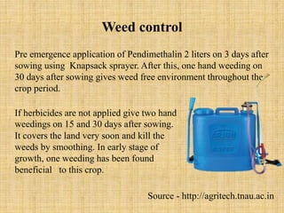 Weed control
Pre emergence application of Pendimethalin 2 liters on 3 days after
sowing using Knapsack sprayer. After this, one hand weeding on
30 days after sowing gives weed free environment throughout the
crop period.
If herbicides are not applied give two hand
weedings on 15 and 30 days after sowing.
It covers the land very soon and kill the
weeds by smoothing. In early stage of
growth, one weeding has been found
beneficial to this crop.
Source - http://agritech.tnau.ac.in
 