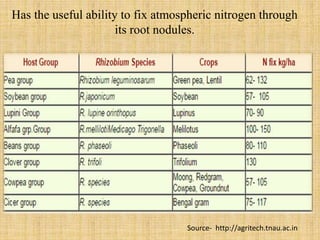Has the useful ability to fix atmospheric nitrogen through
its root nodules.
Source- http://agritech.tnau.ac.in
 