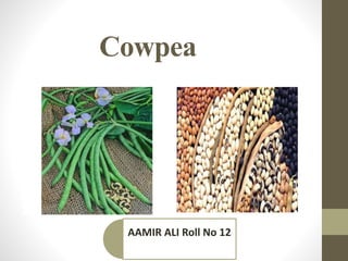 Cowpea
AAMIR ALI Roll No 12
 