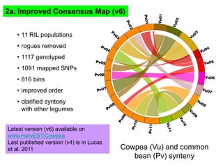 2a. Improved Consensus Map (v6)
• 11 RIL populations
• rogues removed
• 1117 genotyped
• 1091 mapped SNPs
• 816 bins
• imp...