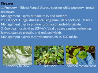 COW_PEA(Vigna_unguiculata)[1].pptx production technology | PPTX