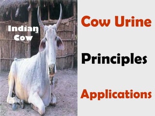 Cow Urine
Principles
Applications
Indian
Cow
 