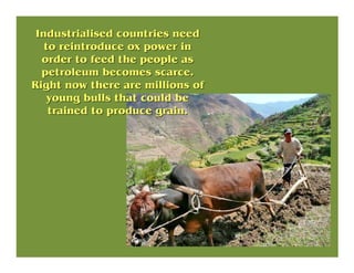 Industrialised countries needIndustrialised countries need
to reintroduce ox power into reintroduce ox power in
order to f...