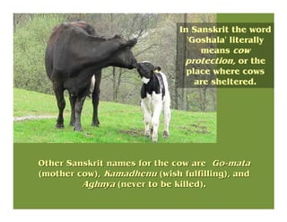 In Sanskrit the word
'Goshala' literally
means cow
protection, or the
place where cows
are sheltered.
Other Sanskrit names...