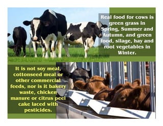 Real food for cows is
green grass in
Spring, Summer and
Autumn, and green
food, silage, hay and
root vegetables in
Winter....