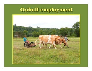 Ox/bull employmentOx/bull employment
©
 
