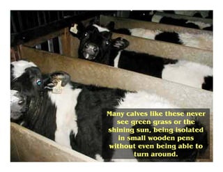 Many calves like these never
see green grass or the
shining sun, being isolated
in small wooden pens
without even being ab...