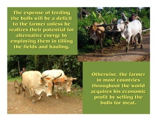 The expense of feedingThe expense of feeding
the bulls will be a deficitthe bulls will be a deficit
to the farmer unless h...