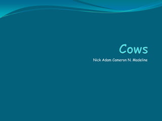 Cows Nick Adam Cameron N. Madeline 