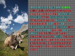 domesticated   ungulates   Cattle ,  colloquially referred to as  cows , are, a member of the  subfamily   Bovinae  of the  family   Bovidae . They are raised as  livestock  for meat (called  beef  and  veal ),  dairy products  ( milk ),  leather  and as  draft animals  (pulling  carts ,  plows  and the like). In some countries, such as  India , they are honored in religious ceremonies and revered. It is estimated that there are 1.3 billion cattle in the world  