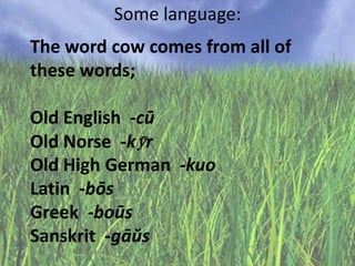 Some language:
The word cow comes from all of
these words;
Old English -cū
Old Norse -kӯr
Old High German -kuo
Latin -bōs
Greek -boūs
Sanskrit -gāŭs

 