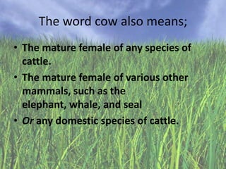 The word cow also means;
• The mature female of any species of
cattle.
• The mature female of various other
mammals, such as the
elephant, whale, and seal
• Or any domestic species of cattle.

 