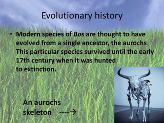Evolutionary history
• Modern species of Bos are thought to have
evolved from a single ancestor, the aurochs
This particular species survived until the early
17th century when it was hunted
to extinction.

An aurochs
skeleton ----

 