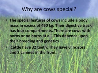 Why are cows special?
• The special features of cows include a body
mass in excess of 450 kg. Their digestive track
has four compartments. There are cows with
horns or no horns at all. This depends upon
their breeding and genetics
• Cattle have 32 teeth. They have 6 incisors
and 2 canines in the front.

 