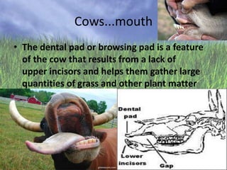 Cows...mouth
• The dental pad or browsing pad is a feature
of the cow that results from a lack of
upper incisors and helps them gather large
quantities of grass and other plant matter

 