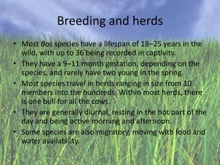 Breeding and herds
• Most Bos species have a lifespan of 18–25 years in the
wild, with up to 36 being recorded in captivity.
• They have a 9–11 month gestation, depending on the
species, and rarely have two young in the spring.
• Most species travel in herds ranging in size from 10
members into the hundreds. Within most herds, there
is one bull for all the cows.
• They are generally diurnal, resting in the hot part of the
day and being active morning and afternoon.
• Some species are also migratory, moving with food and
water availability.

 