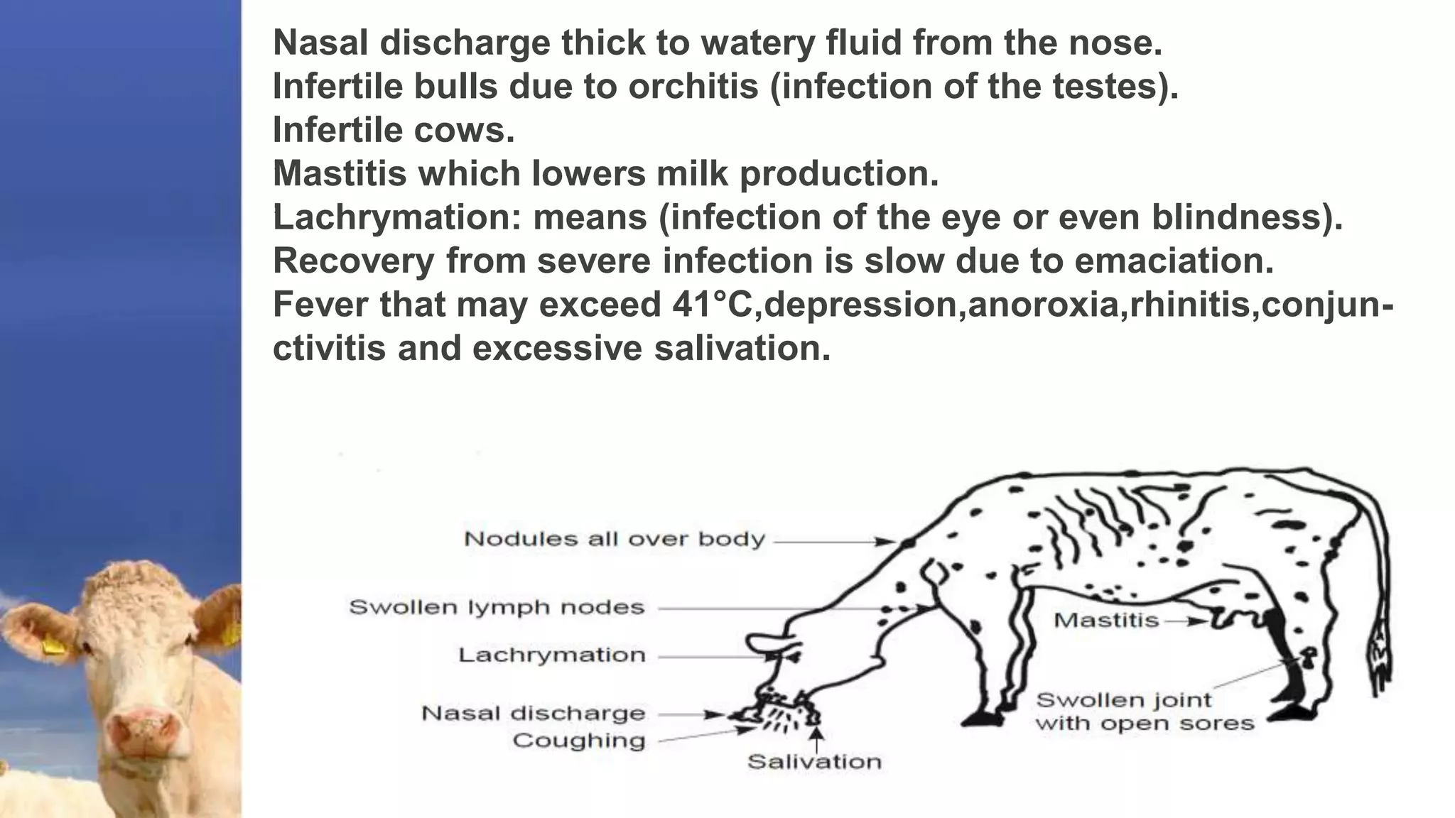 Nasal discharge thick to watery fluid from the nose.
Infertile bulls due to orchitis (infection of the testes).
’Infertile cows.
’Mastitis which lowers milk production.
’Lachrymation: means (infection of the eye or even blindness).
Recovery from severe infection is slow due to emaciation.
Fever that may exceed 41°C,depression,anoroxia,rhinitis,conjun-
ctivitis and excessive salivation.
’.
 