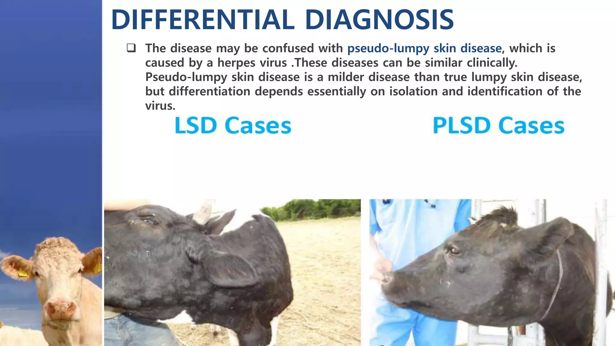 DIFFERENTIAL DIAGNOSIS
 The disease may be confused with pseudo-lumpy skin disease, which is
caused by a herpes virus .These diseases can be similar clinically.
Pseudo-lumpy skin disease is a milder disease than true lumpy skin disease,
but differentiation depends essentially on isolation and identification of the
virus.
 