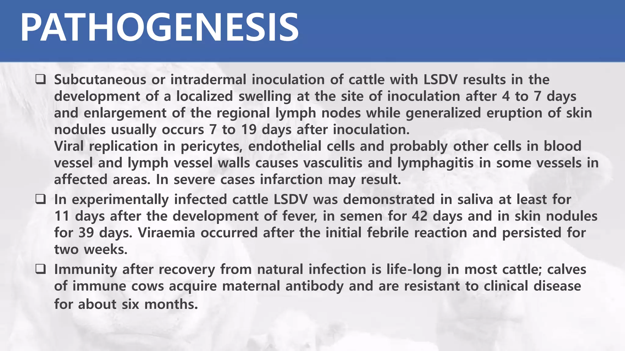  Subcutaneous or intradermal inoculation of cattle with LSDV results in the
development of a localized swelling at the site of inoculation after 4 to 7 days
and enlargement of the regional lymph nodes while generalized eruption of skin
nodules usually occurs 7 to 19 days after inoculation.
Viral replication in pericytes, endothelial cells and probably other cells in blood
vessel and lymph vessel walls causes vasculitis and lymphagitis in some vessels in
affected areas. In severe cases infarction may result.
 In experimentally infected cattle LSDV was demonstrated in saliva at least for
11 days after the development of fever, in semen for 42 days and in skin nodules
for 39 days. Viraemia occurred after the initial febrile reaction and persisted for
two weeks.
 Immunity after recovery from natural infection is life-long in most cattle; calves
of immune cows acquire maternal antibody and are resistant to clinical disease
for about six months.
PATHOGENESIS
 